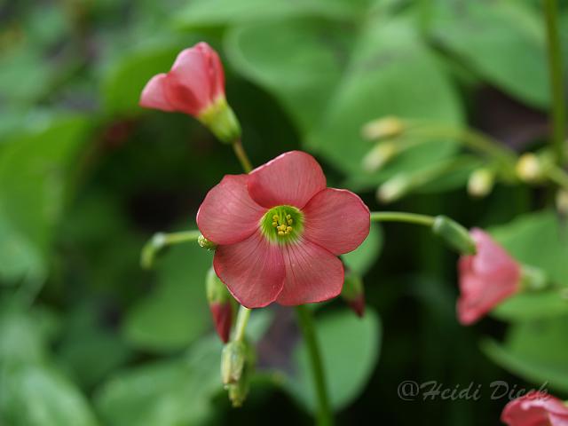 Oxalis deppei Iron Cross.JPG